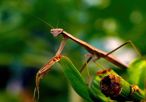 praying mantis nj