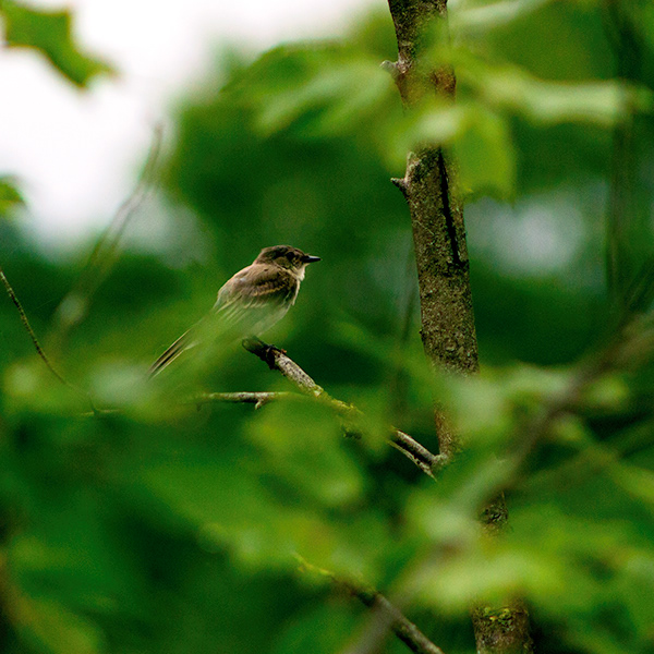 Bird Photography