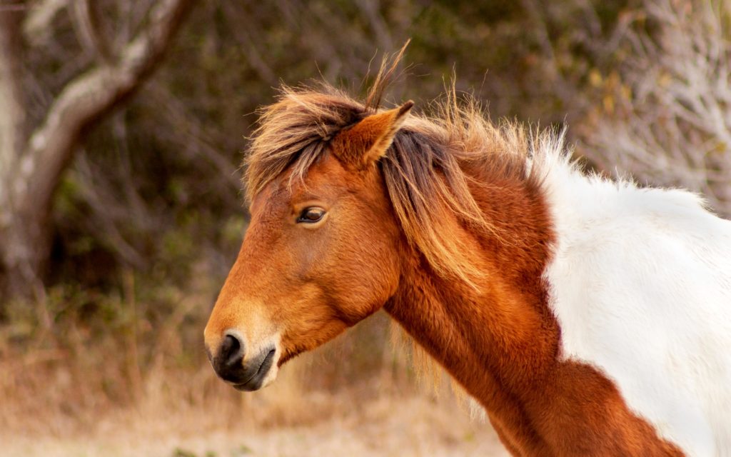 Wild Horses Assateague